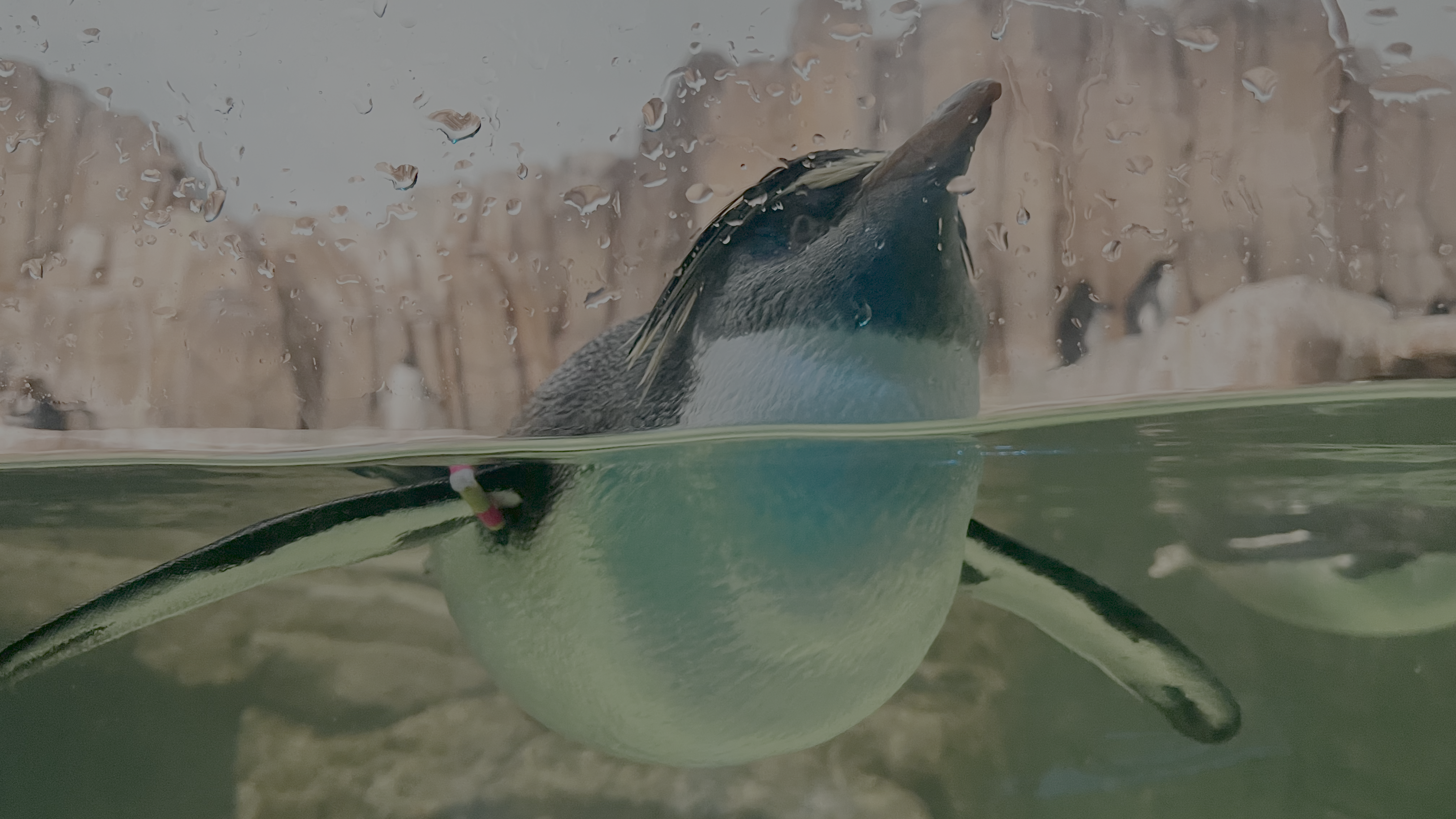 Site hosted by Neocities